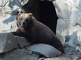 Grizzley Bear 1